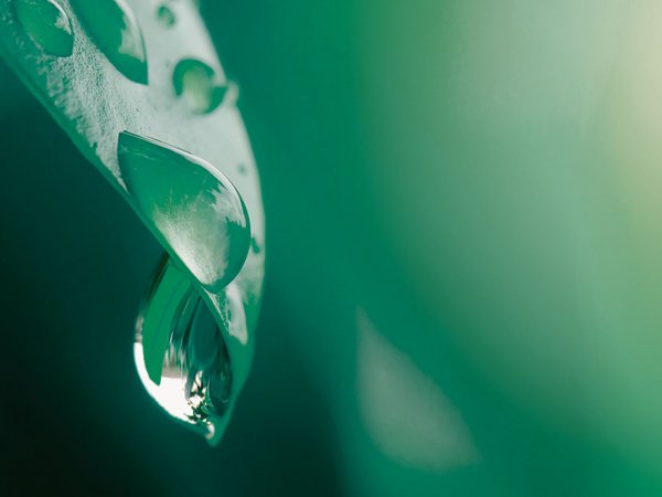 Wassertropfen läuft einem Blatt herunter